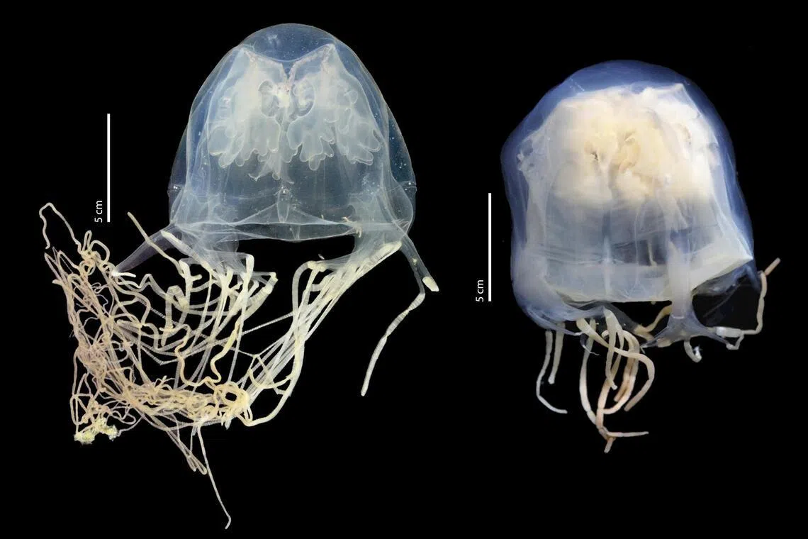 Newly discovered species Chironex blakangmati (live; left), next to Chironex yamaguchii (preserved; right), which it was previously assumed to be.