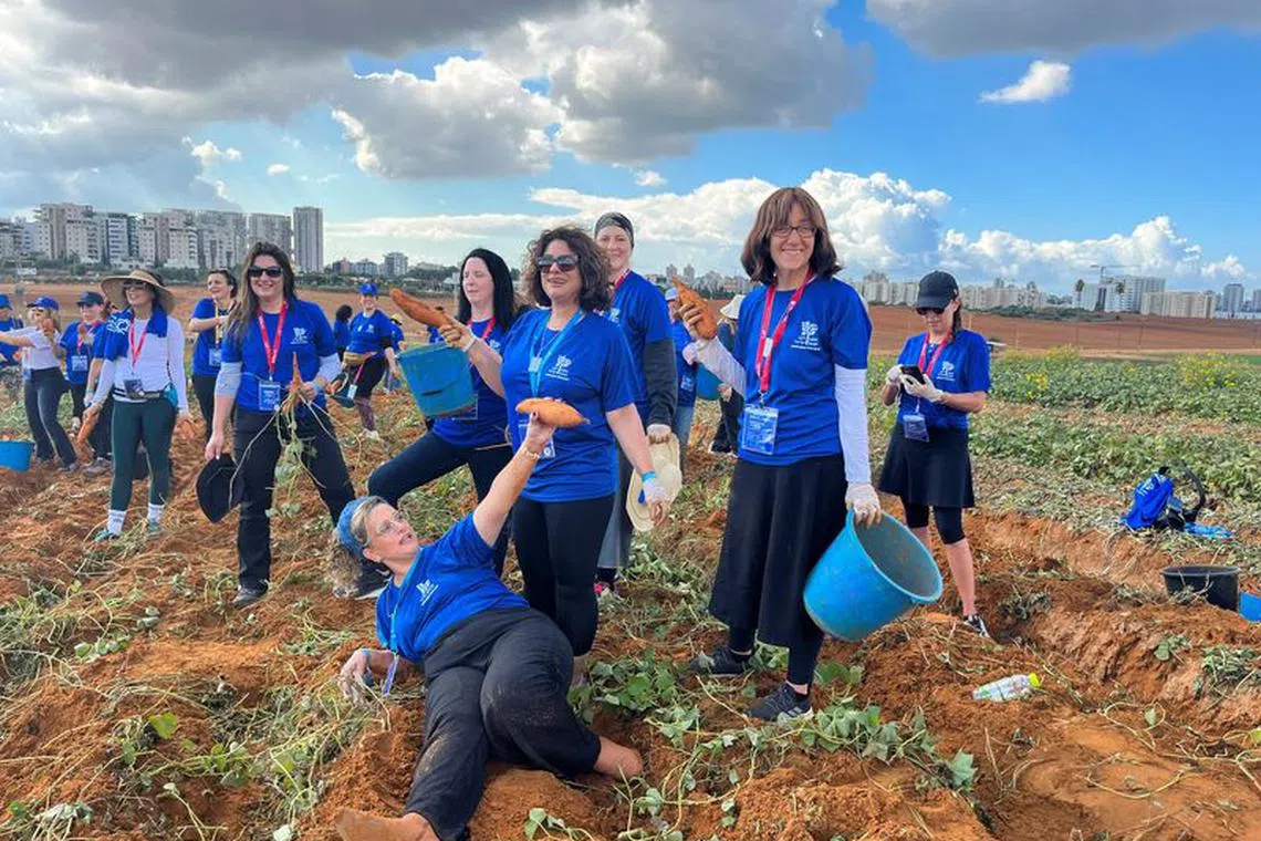 Jewish mothers volunteer through Leket, Israel's national food bank, to pick sweet potatoes at a large privately-owned farm in Rishon Lezion, Israel, November 15, 2023. REUTERS/Steven Scheer