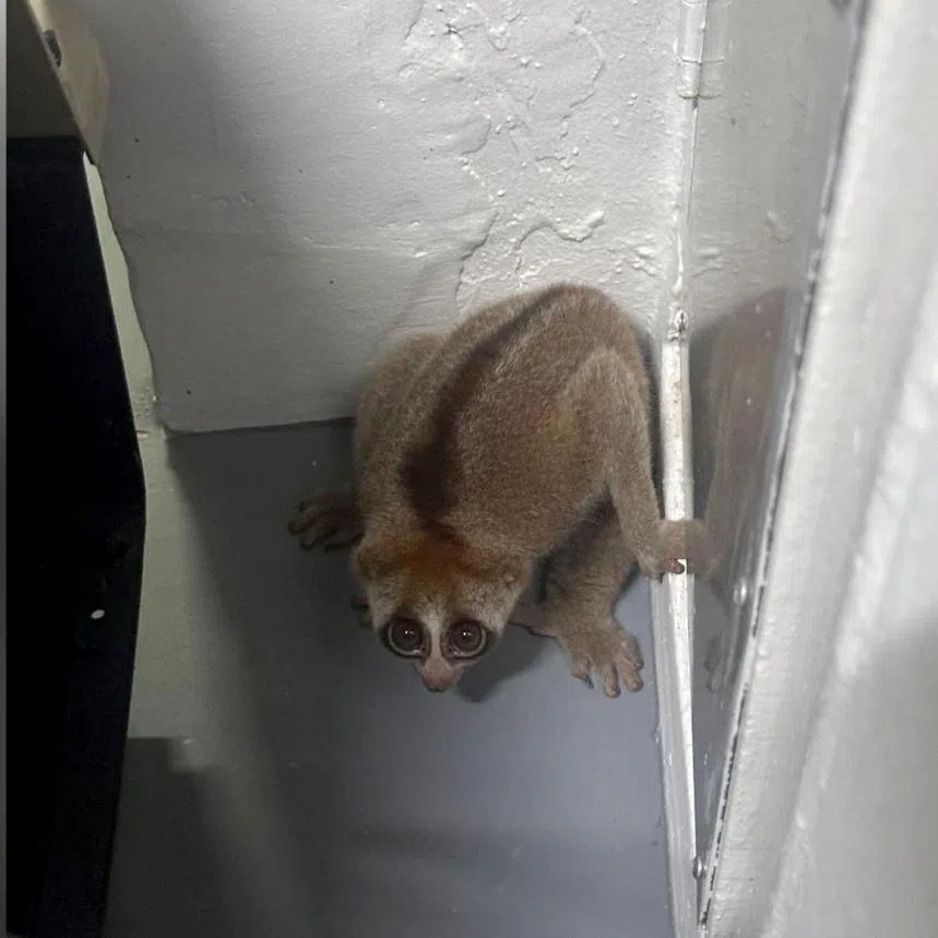 A native and endangered Sunda slow loris was found in the sixth floor corridor of an HDB block near Sin Ming on Jan 17.