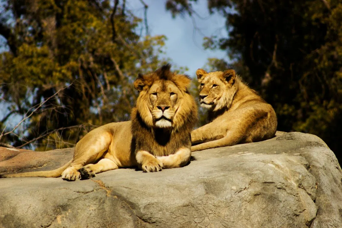 Keeping exotic animals such as lions as pets has been fuelled by social media, with owners often showing off their animals online as status symbols.     
