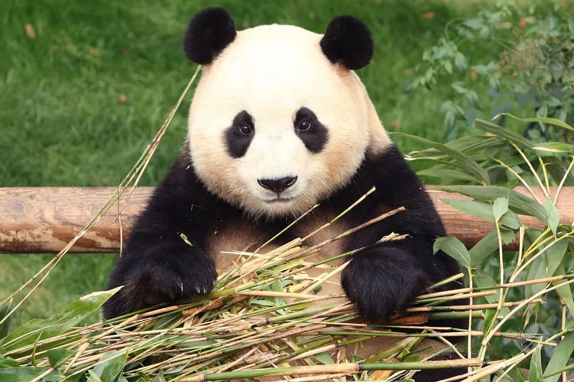 Fu Bao, a female panda born in South Korea in 2020 to a panda couple on loan from China, was sent to China in April as per the loan agreement between the two countries.