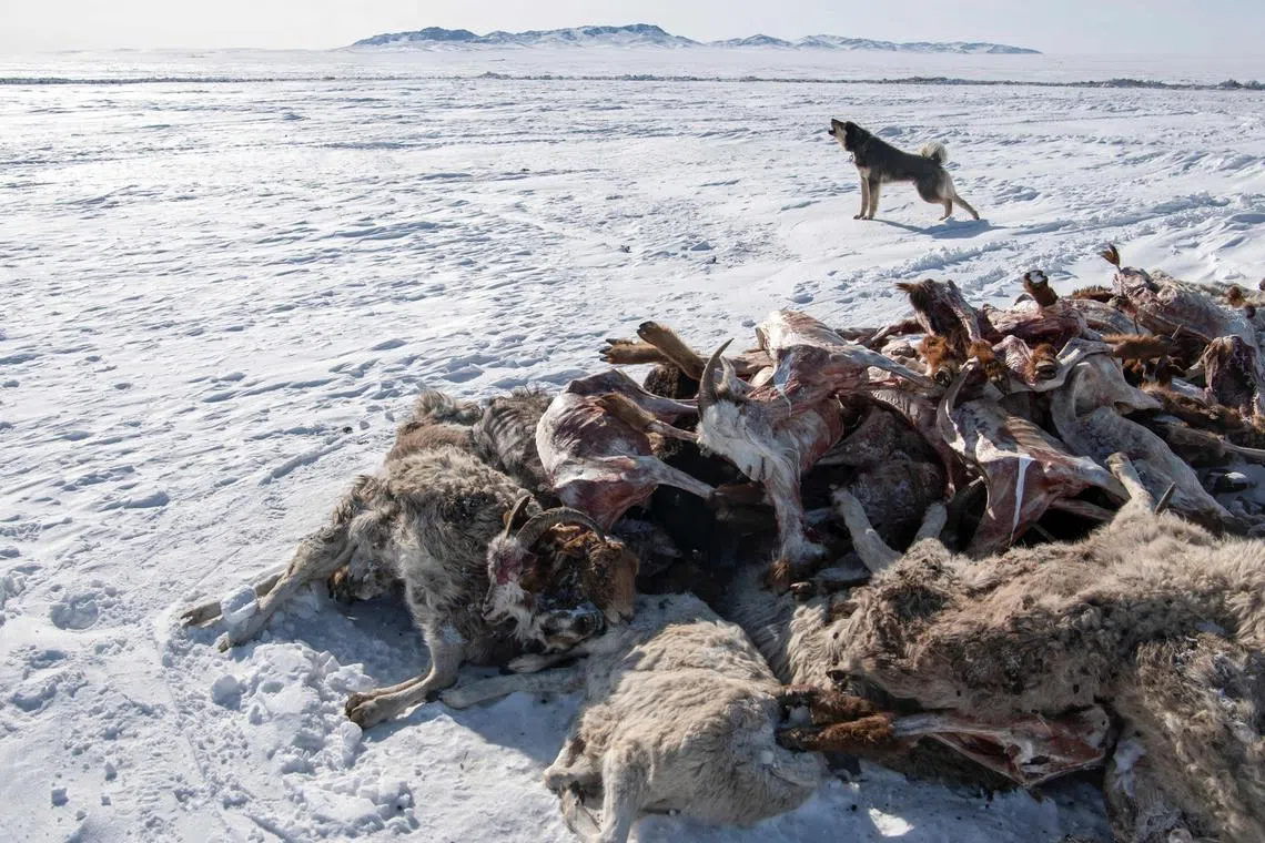 2024 has brought the most snow in 49 years to Mongolia, and the deaths of more than 5.9 million livestock, the worst toll since 2010.