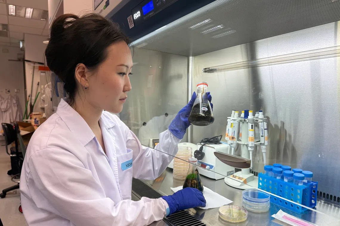 The researchers found that there is a total of 298 species of microbes breaking down the oil in sand collected from Bendera Bay on St John’s Island.