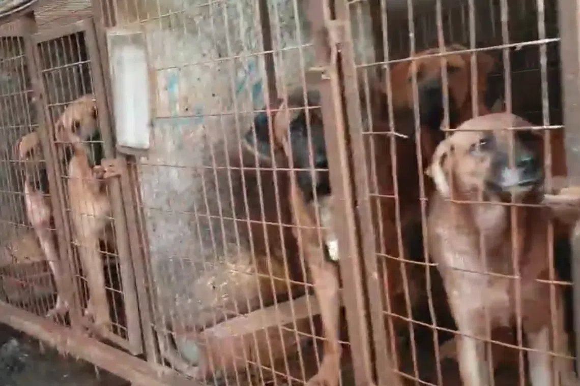 straitstimes.com - Nearly 80% of South Korea's dog meat farms shut ahead of 2027 ban
