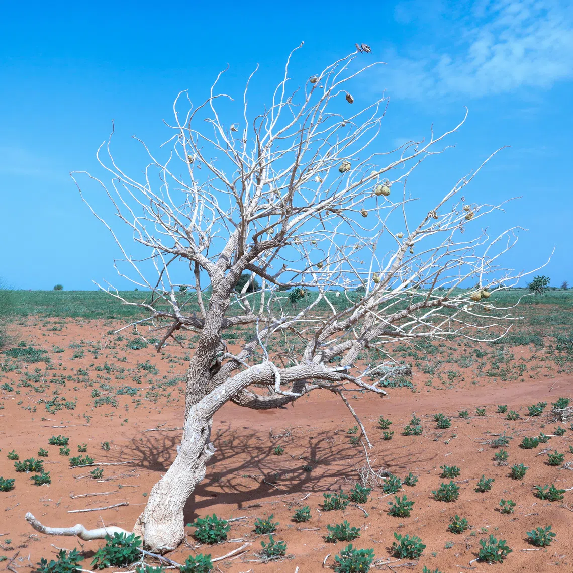 A withered tree and underdeveloped peanut crops, as drought and heat linked to El Nino threaten harvests, livestock, and water supplies in Sudan's war-affected Kordofan region, in the village of Al-Habbuya near Um Ruwaba, North Kordofan, Sudan, September 17, 2026. REUTERS/El Tayeb Siddig