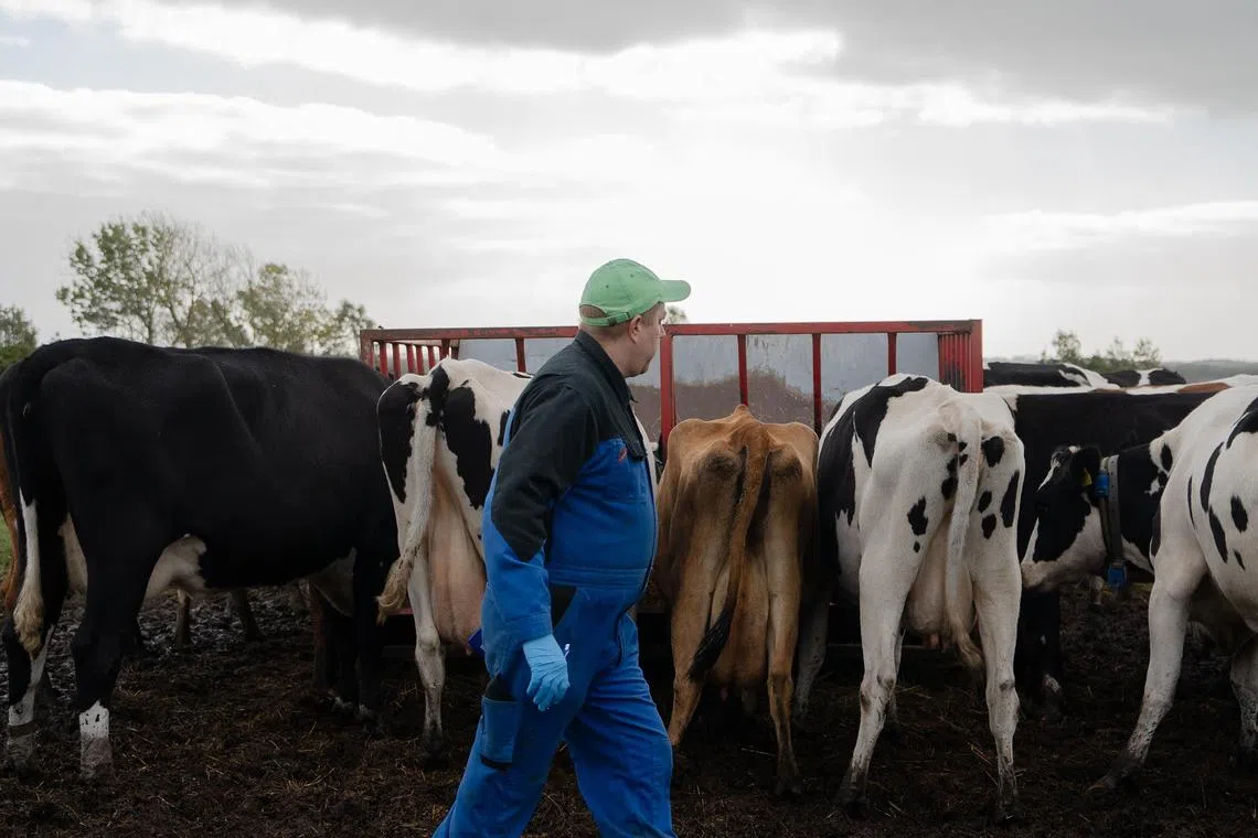 There are five times as many pigs and cows in Denmark as there are people.