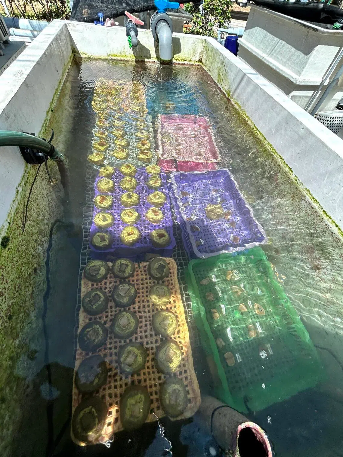 Coral fragments undergoing heat-stress conditioning, or heat HIIT, in which they are exposed to warmer water to build their tolerance to higher temperatures.