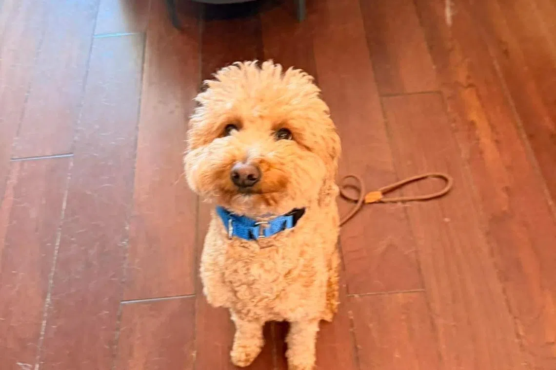 Woman charged after dog allegedly abandoned at Las Vegas airport; adoption applications pour in