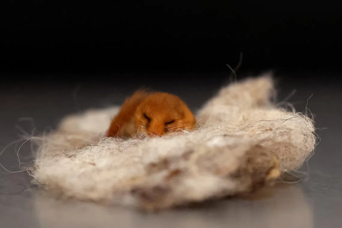A hibernating dormouse is seen after being rescued by Kildare Wildlife Rescue, in Kildare, Ireland, on March 18, 2025. 