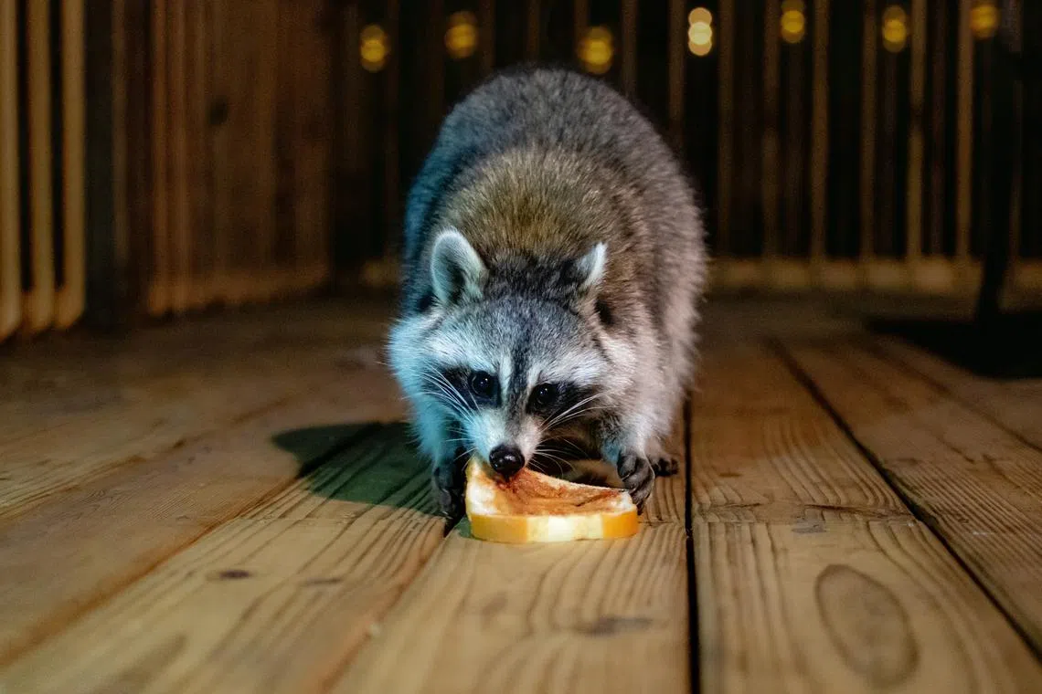 Exotic animal cafes where visitors can interact with animals such as raccoons are popular in South Korea.