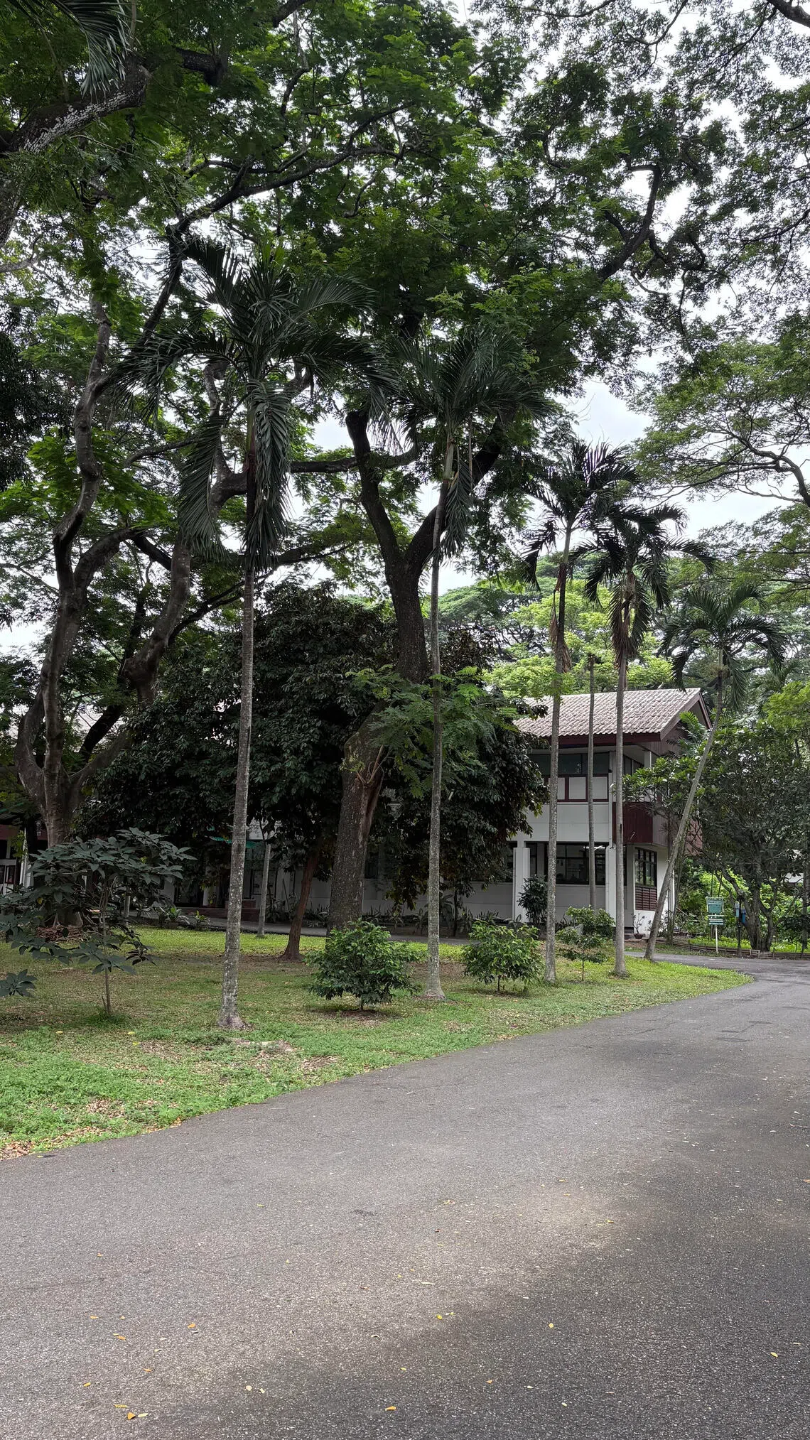 Trees were abound at the retreat. Listening to the rustling leaves, the writer felt like she finally caught a breather.