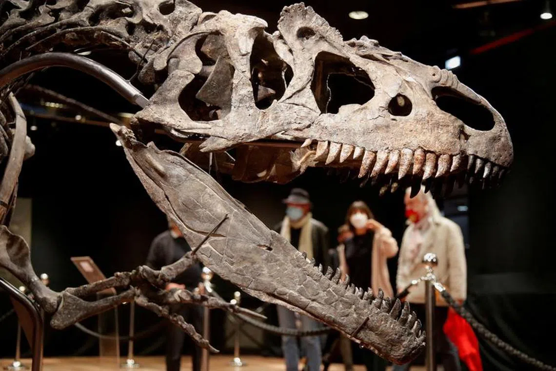 FILE PHOTO: Visitors look at the skeleton of an Allosaurus living in Wyoming more than 150 million years ago displayed at Drouot auction house in Paris, France, October 13, 2020. REUTERS/Charles Platiau/File Photo