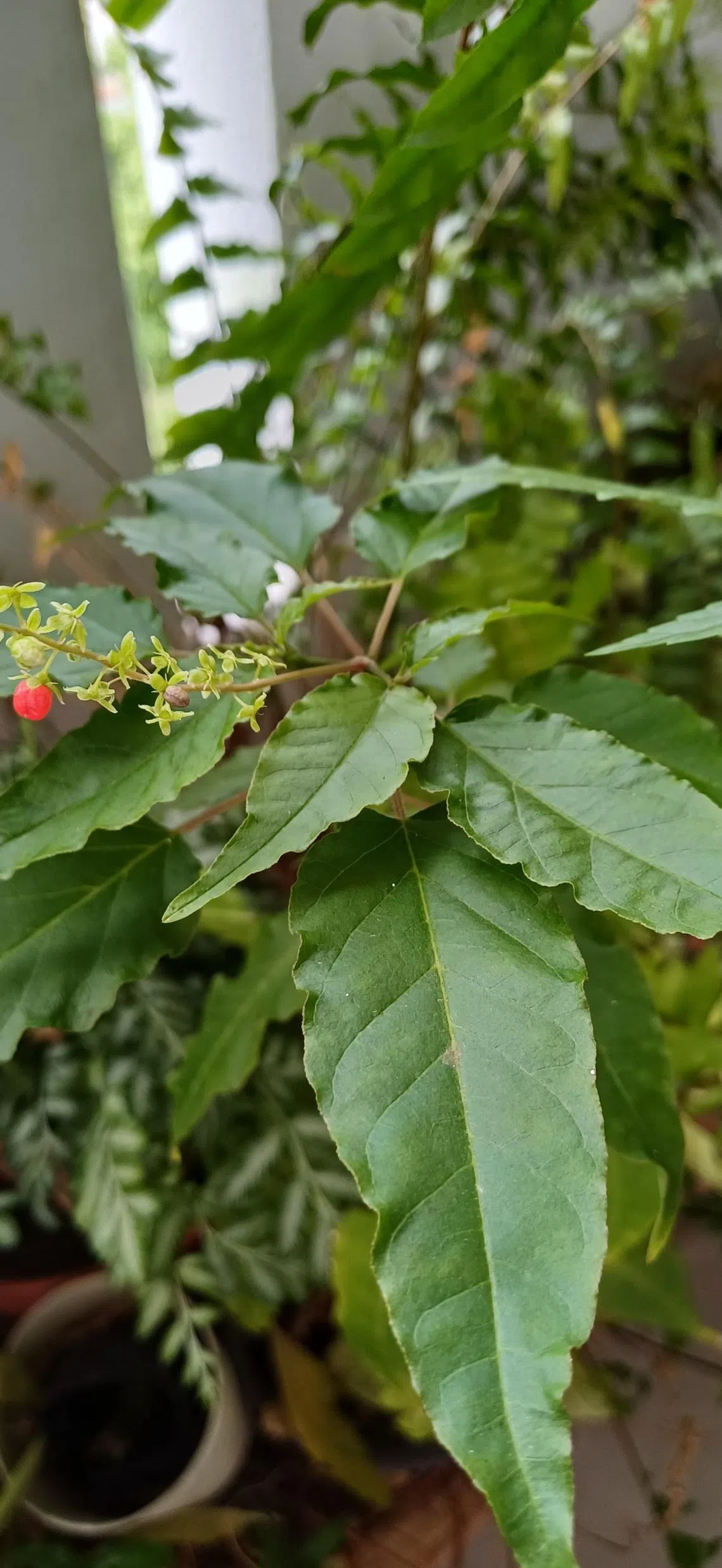 Algumas fontes registram que seus frutos são venenosos.