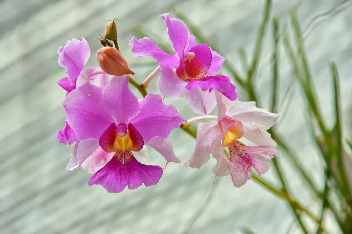 The Vanda Miss Joaquim, the hybrid orchid that is the national flower of Singapore, blooms every May and September.