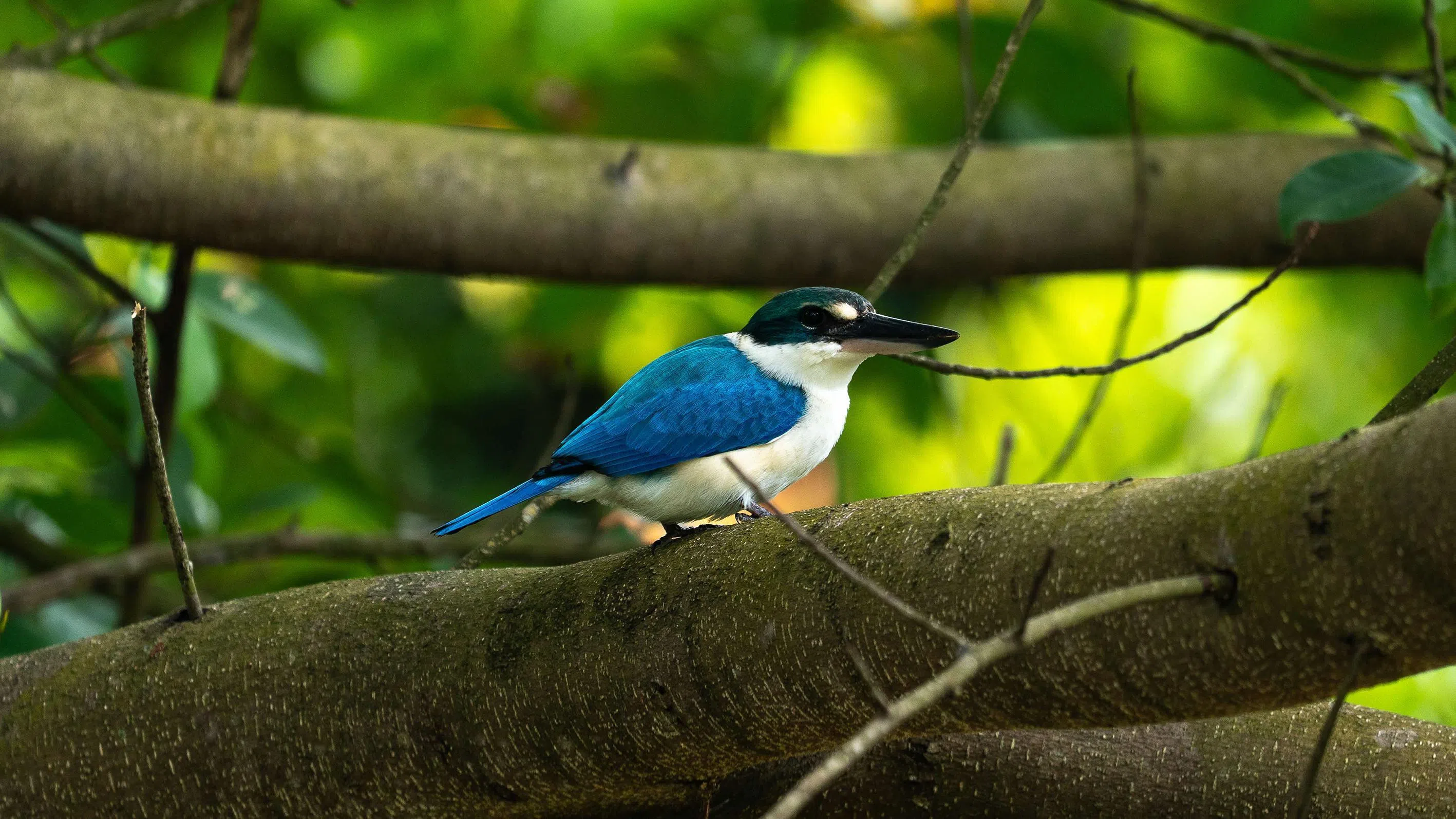 A White-collared Kingfisher.