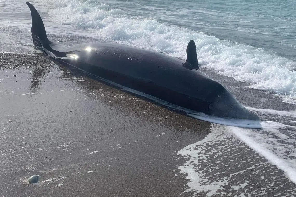 Six beached whales were found dead on Friday, while a pod of four were similarly found on Thursday.