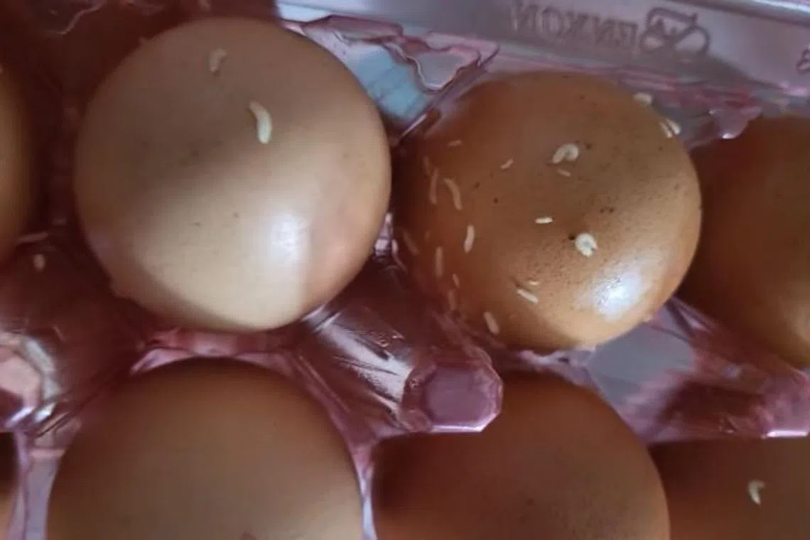 A video posted on the Facebook page Complaint Singapore which appears to show a pack of eggs with maggots crawling inside.