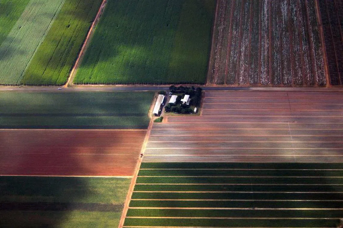 FILE PHOTO: Sugar cane and other crops can be seen on farms near the town of Bundaberg in Queensland, Australia, June 9, 2015. REUTERS/David Gray/File Photo