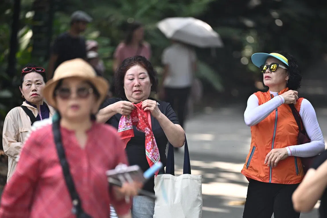 ST20240407-202426570850-Lim Yaohui-pixhot10/
Visitors protecting themselves from the heat at Singapore Botanic Gardens on Apr 7, 2024.
Get ready to sizzle in April and May. Temperatures in the next two months – usually among the warmest months in the year – could be nudged up further due to lingering effects of the El Nino phenomenon that gripped Singapore from the second half of 2023, experts say.
El Nino is a natural climate phenomenon that brings hotter, drier weather over South-east Asia due to changes in sea surface temperatures and surface winds over the tropical Pacific Ocean.
(ST PHOTO: LIM YAOHUI)
