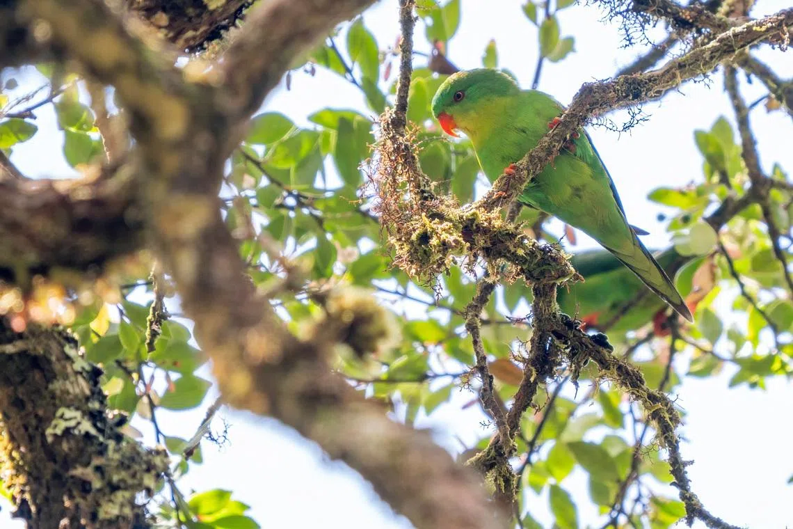 The Blue-fronted Lorikeet in the highlands of Mount Kapalatmada in Buru, Indonesia.