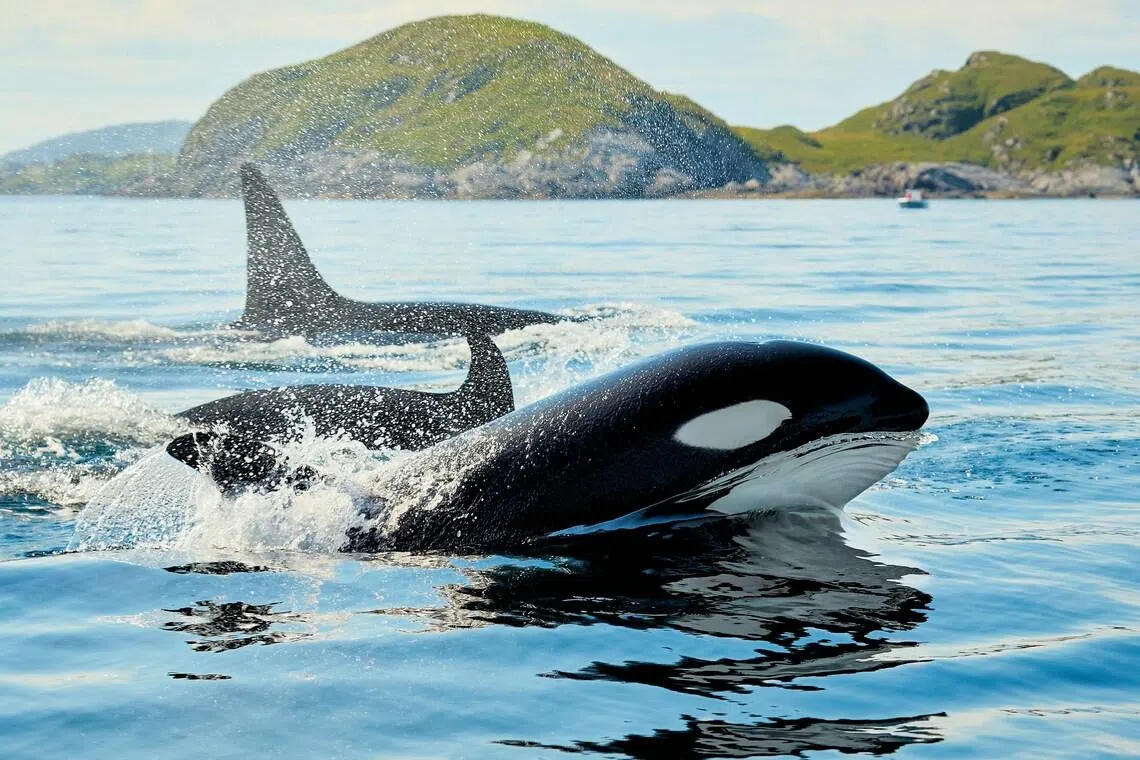 Killer whales are highly intelligent apex predators and have been known to play with their prey.