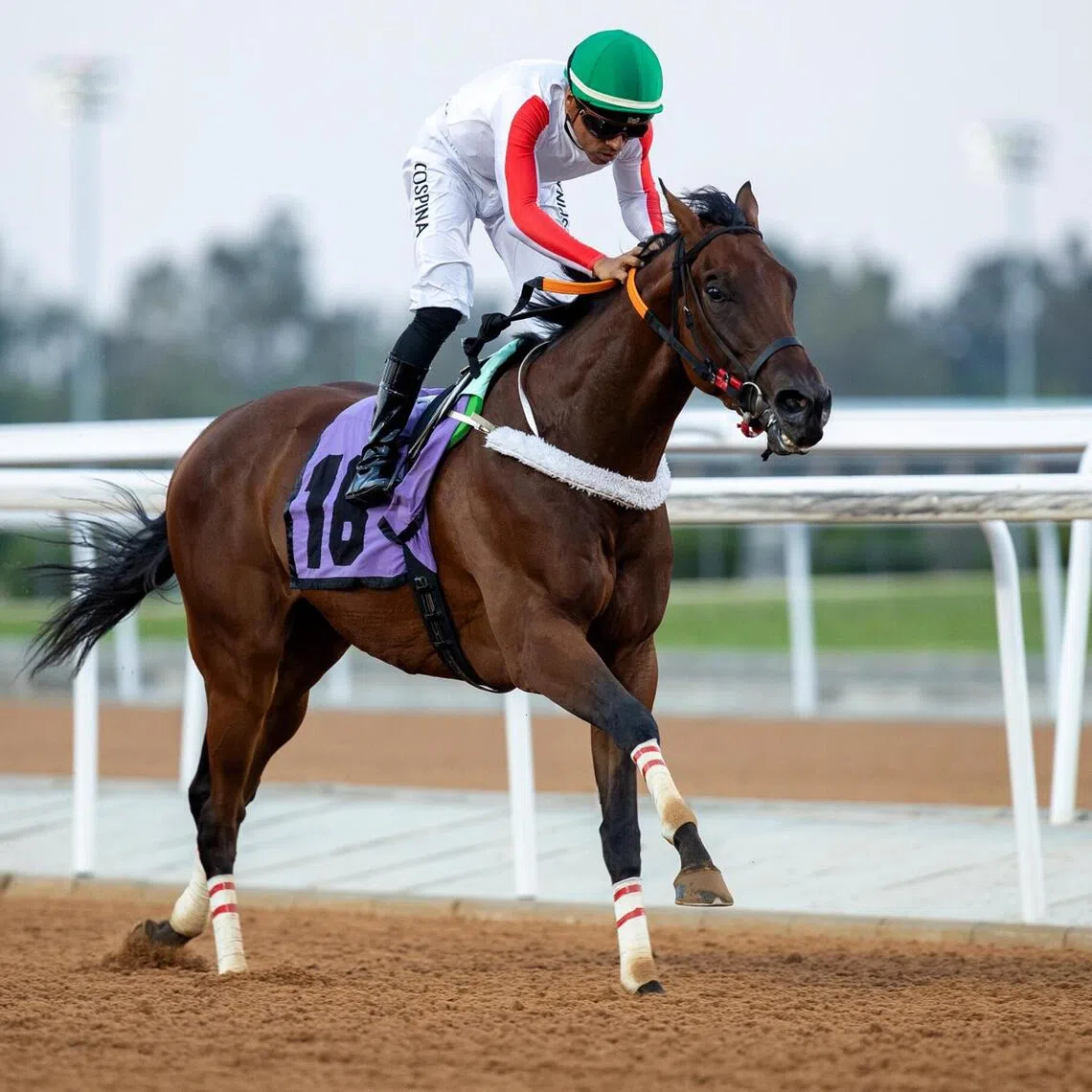 Yaroa (Camilio Ospina) - Yaroa (Camilio Ospina) scoring on debut at King Khaled racetrack on Aug 10, 2024 when then trained by Ab. Almushawwah. Now prepared by Bader Rizaiq, the Premium Tap four-year-old will attempt to stretch his unbeaten run to four wins in the Africa Cup at King Abdulaziz racetrack on Oct 24.
