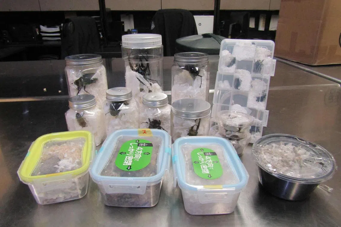 The 37 creatures were likely destined for collectors of exotic insects.