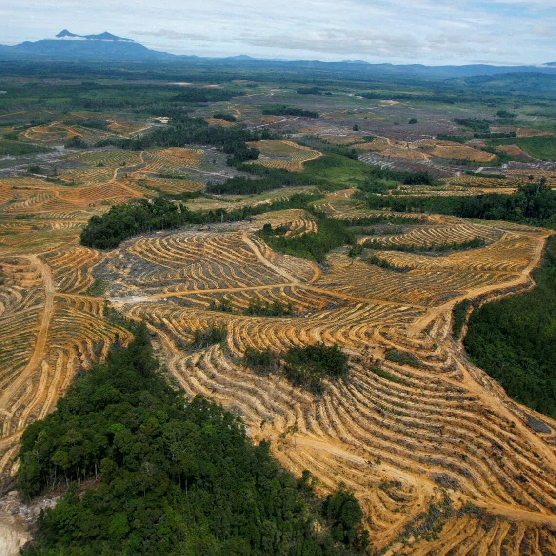 In 2025, Indonesian authorities took over 4.1 million hectares of palm oil plantations said to be operating illegally in forest areas.
