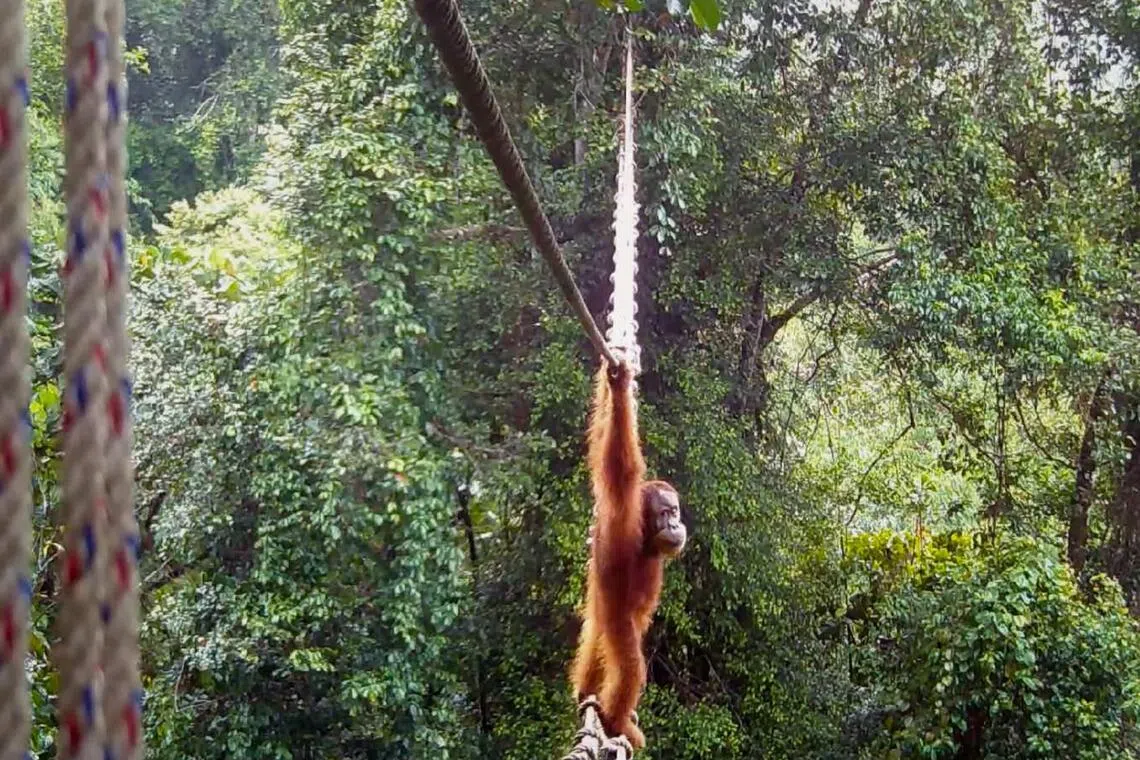 The first Sumatran orang utan has now been caught on camera using one of the hanging bridges.