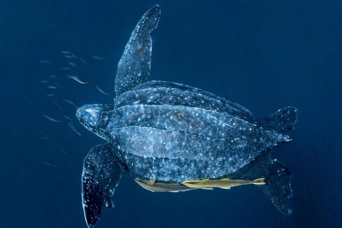 The baby turtles, which are each about the size of a rugby ball, were released in April by conservationists.