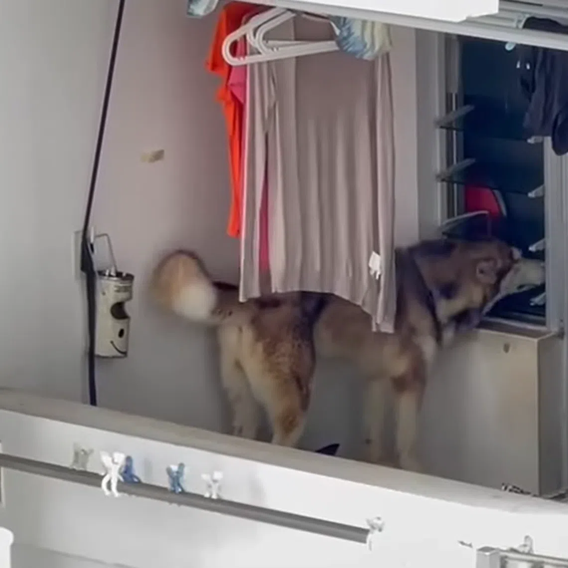 NParks is in touch with the dog’s owner and investigations are ongoing. 