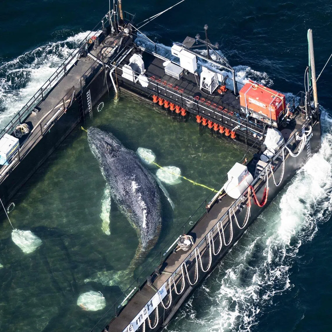 The rescued humpback whale was transported in a barge before being released into the North Sea off Denmark on May 2. 