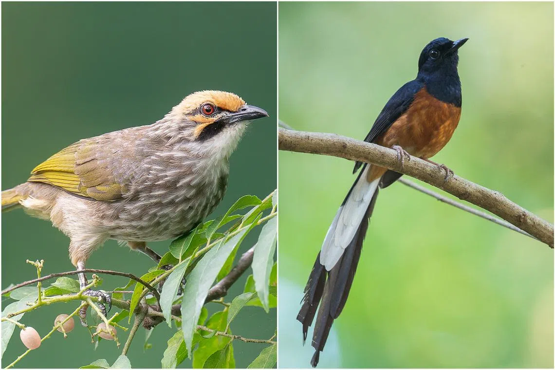 The Straw-headed Bulbul (left) and the White-rumped Shama.