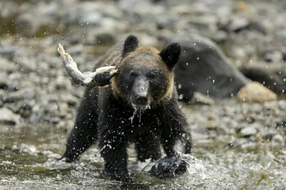 Bear spray rental services have become popular among mountaineers visiting from outside Hokkaido.
