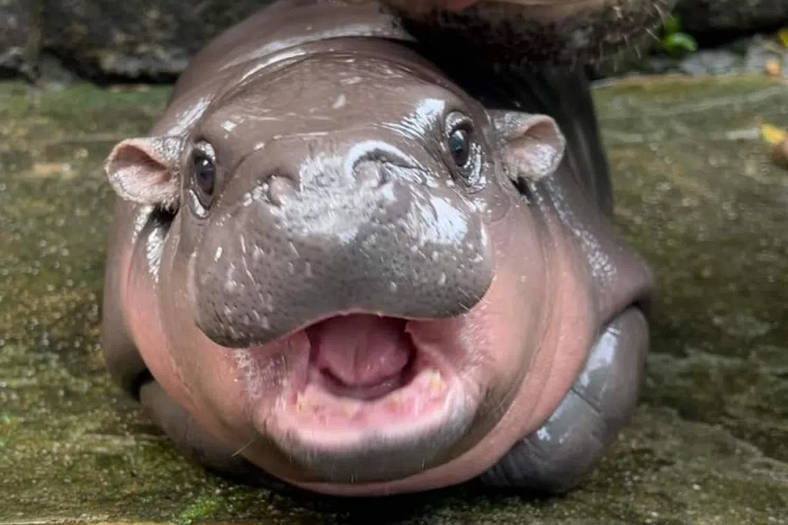 Moo Deng, a two-month-old female dwarf hippopotamus, has gained global attention for her adorable antics.