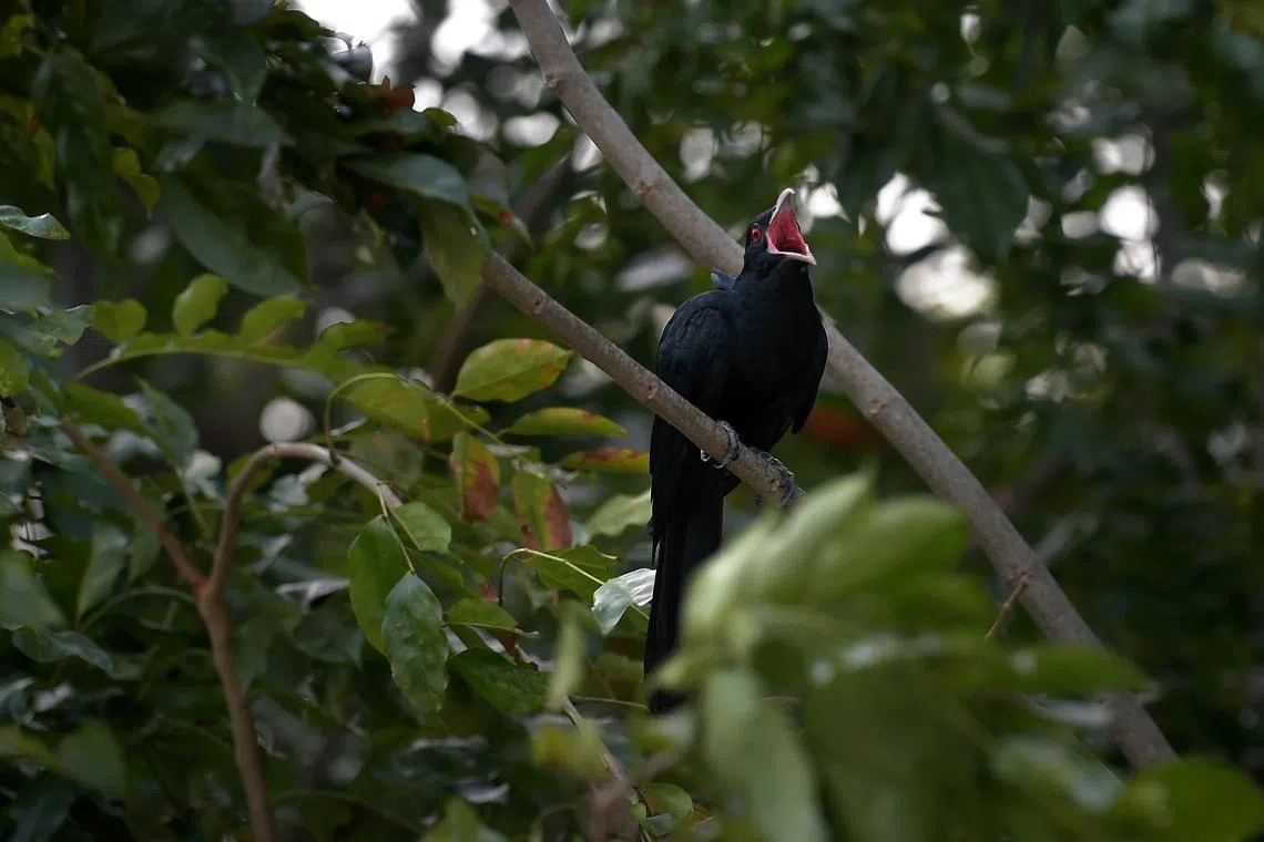 The distinctive shrill mating call of the Asian koel is often heard in the wee hours of the morning.