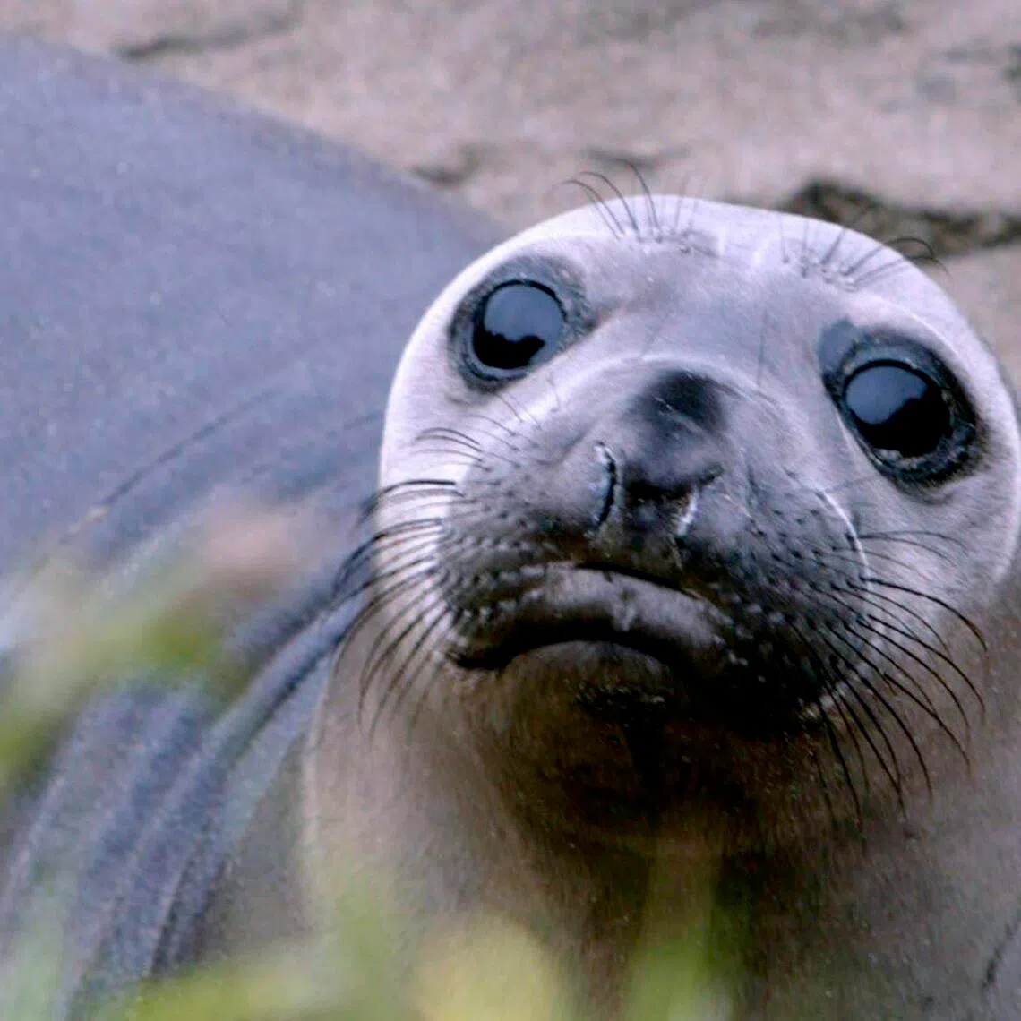 Ground and aerial surveys conducted in October 2025 and January 2026 counted 13,300 dead elephant seal pups.