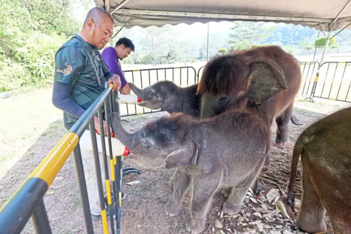 Elephants remain the most common source of human-wildlife conflicts in Johor, particularly in rural areas and plantations.