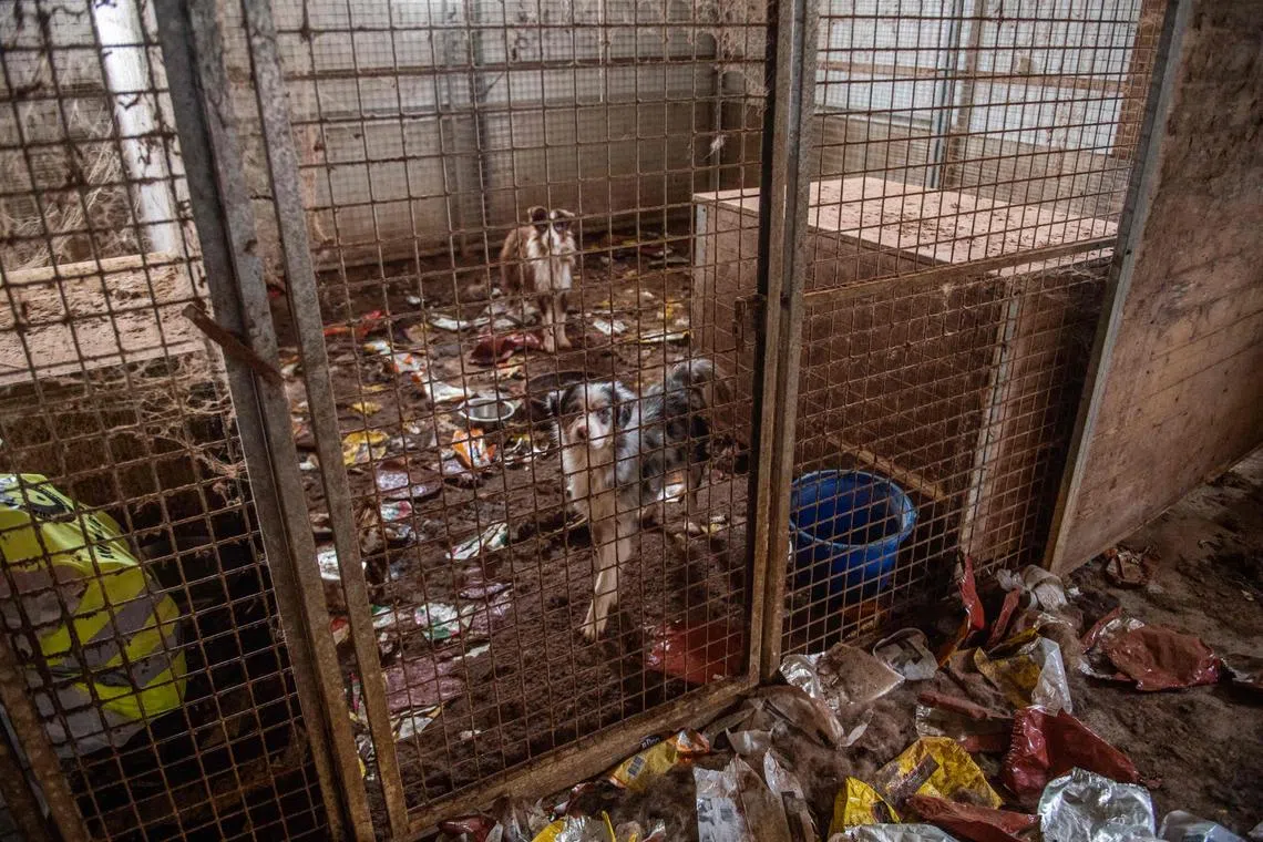 At the two sites, more than 100 dogs, 51 sheep and goats, 30 poultry and four horses were found alive.