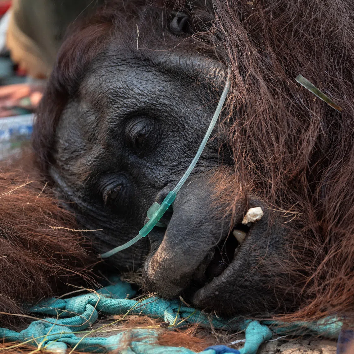 The orangutan, named Sampurna, did not have any severe burn-related injuries. But it had breathing problems and had vomited.
