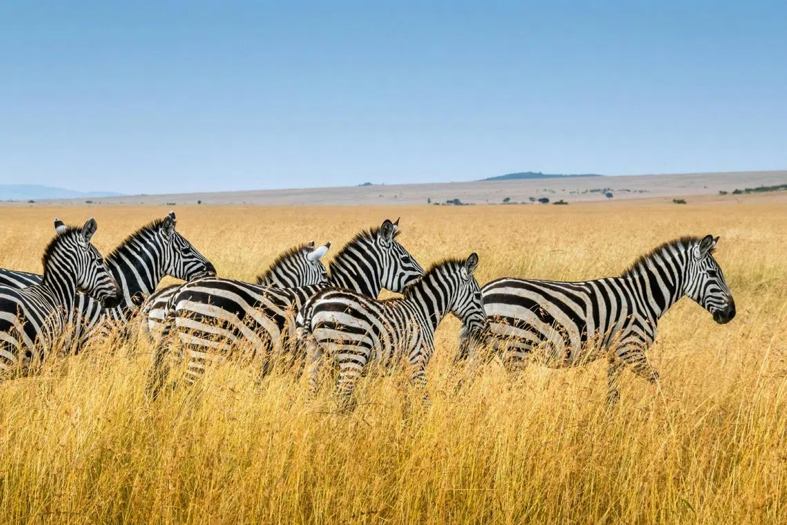 A 2023 study by researchers at Stellenbosch University found that zebra meat in particular is highly nutritious and very low in fat. 