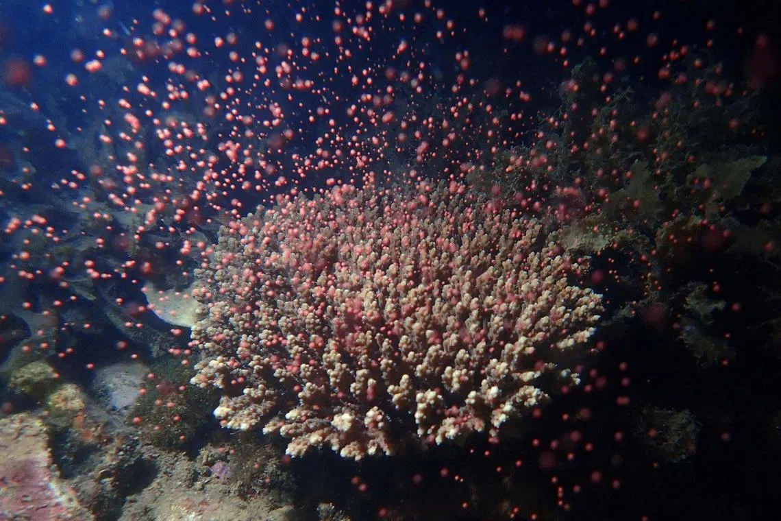 A colony of the Acropora branching coral, spawning at Magnetic Island, Australia in 2019.