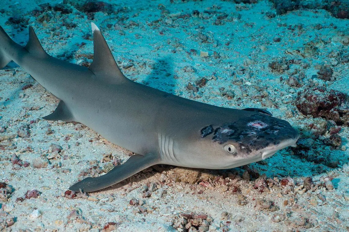 A whitetip reef shark with white spots and lesions, which marine biologists say could be linked to rising sea temperatures, lies on the seabed off the coast of Sipadan Island, Malaysia in a photo from social media.