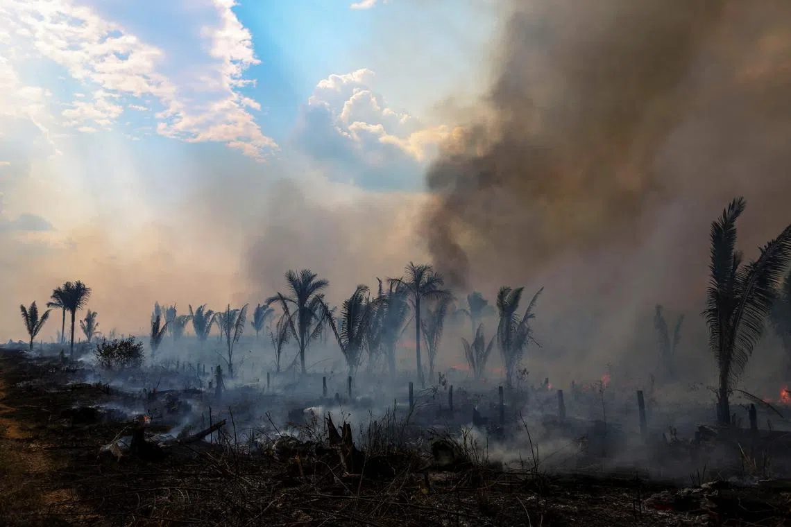 Satellite monitoring detected 500 sq km of forest cover destroyed in the Brazilian Amazon in July.