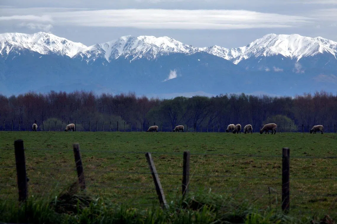 straitstimes.com - New Zealand state farming goes bush in support of nature credit market