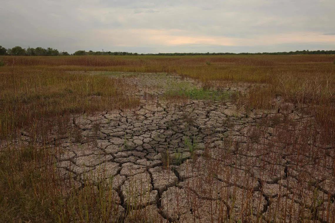 KAPLAN, LOUISIANA - OCTOBER 10: Dry cracked earth is visible on farm on October 10, 2023 in Kaplan, Louisiana. As exceptional drought grips southern Louisiana, farmers are starting to harvest the state's 500,000 acres of sugarcane and are expecting a 30 to 35 percent decline in crop yields. A majority of the the sugarcane farms in the state are irrigated solely by rainwater.   Justin Sullivan/Getty Images/AFP (Photo by JUSTIN SULLIVAN / GETTY IMAGES NORTH AMERICA / Getty Images via AFP)