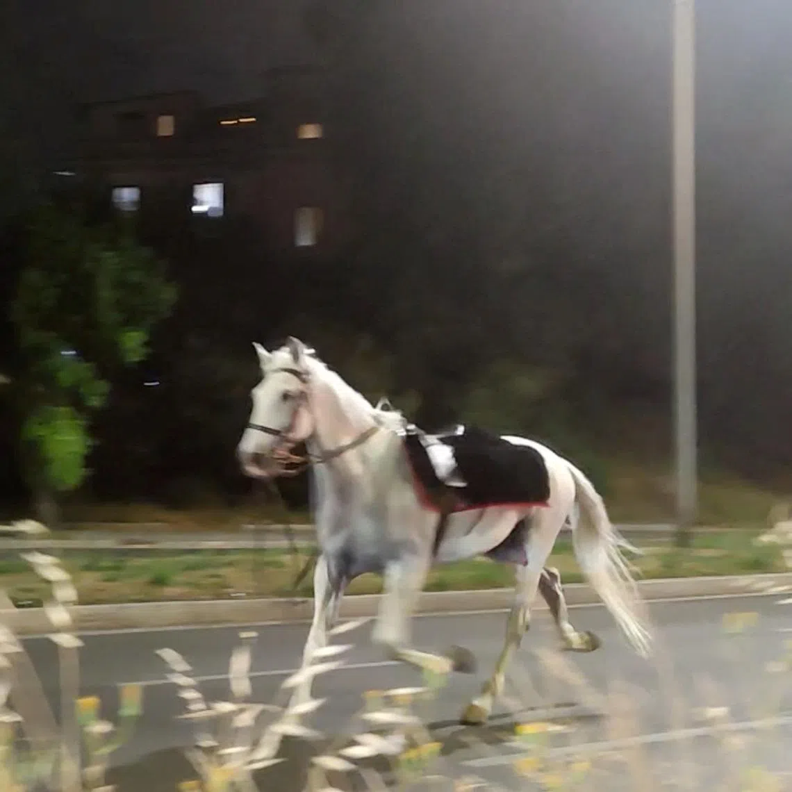 A horse on the loose gallops during the nighttime rehearsals for a parade to mark the 80th anniversary of the Italian Republic, in Rome, Italy, May 29, 2026, in this screengrab obtained from a social media video. Lucio Virzi Fotografo/via REUTERS