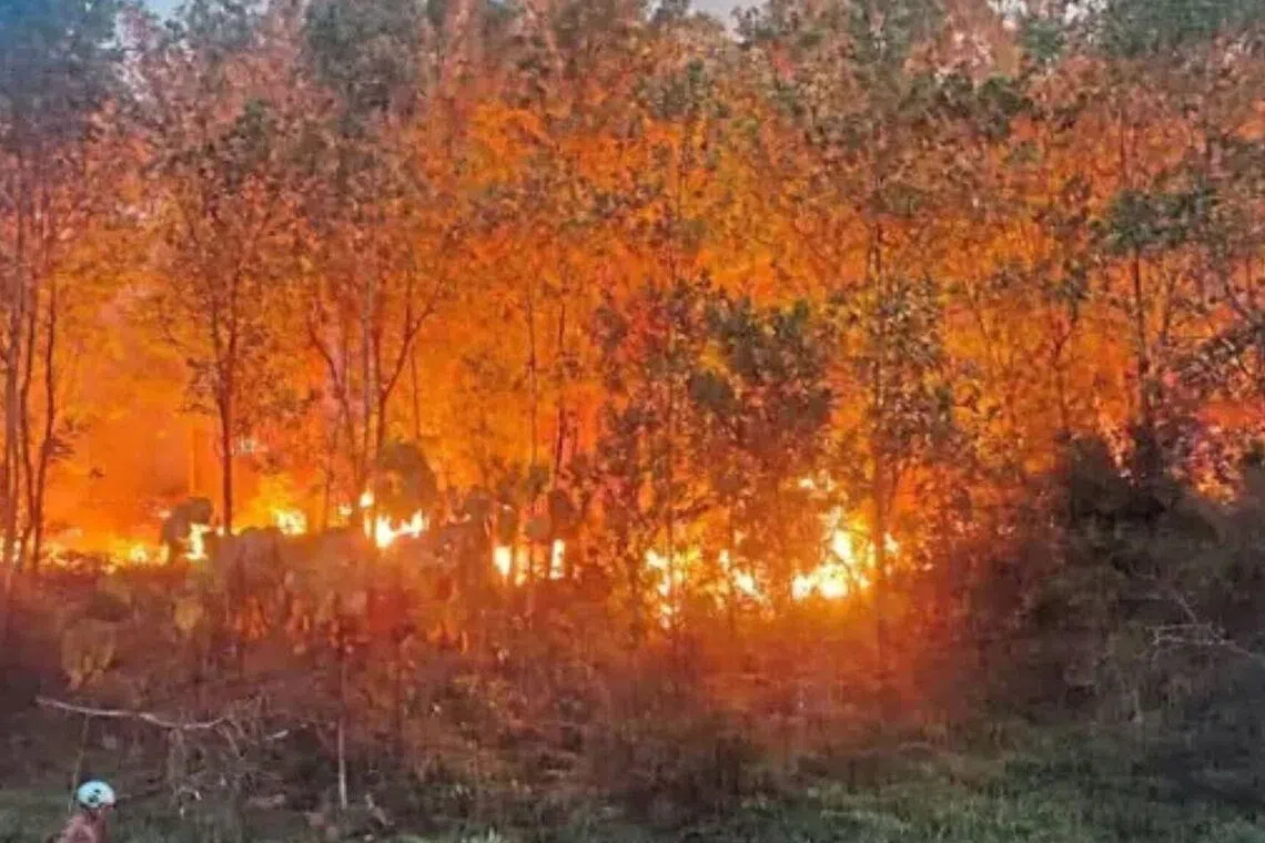 Flames engulfing a forested area in Bukit Sentosa.