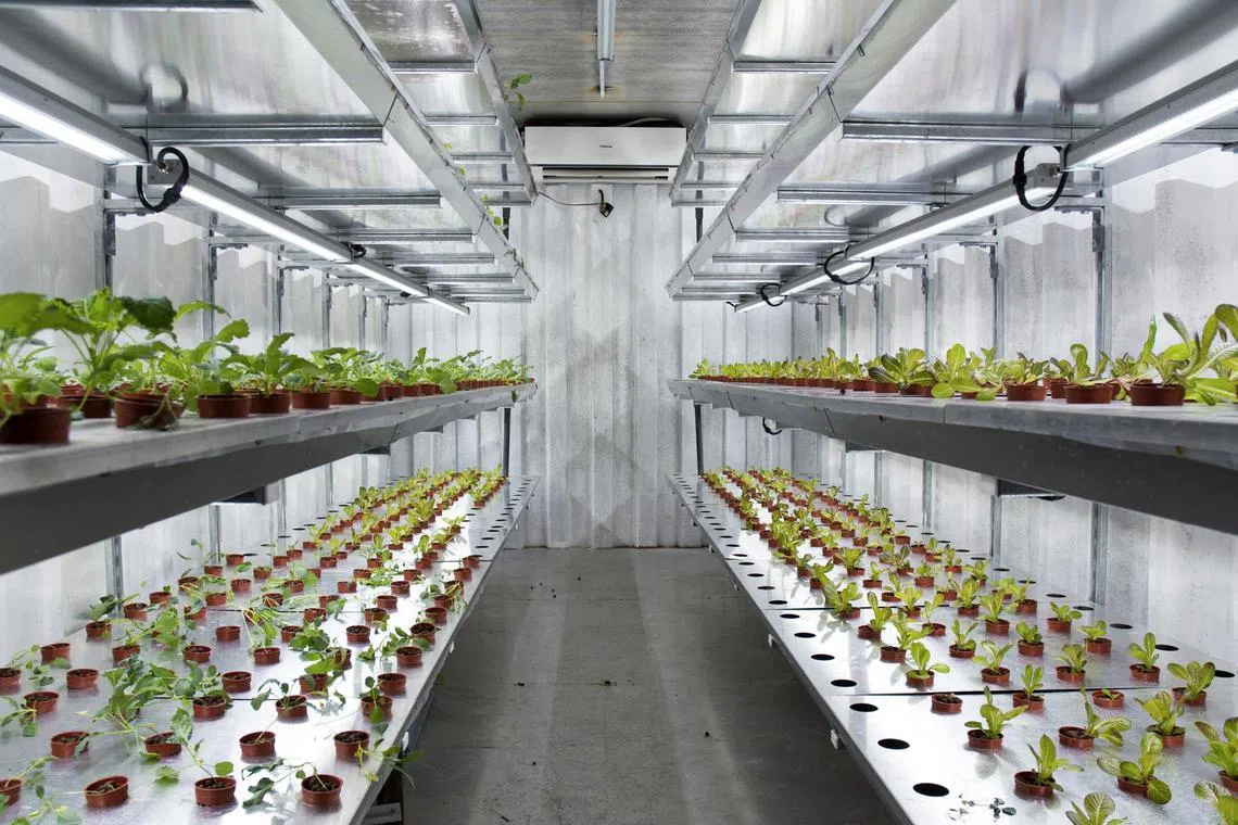 VertiVegies, designed for growing crops vertically in an enclosed system, is an excellent food production solution for small scale urban farming.