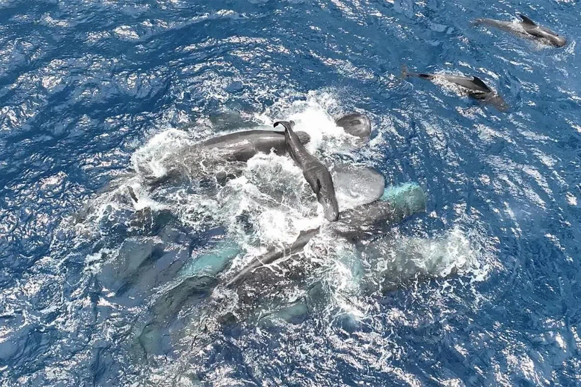 Female sperm whales work together to hold a newborn calf above the water until it is able to swim on its own.